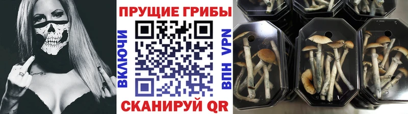 как найти закладки  Полысаево  Псилоцибиновые грибы Psilocybine cubensis 